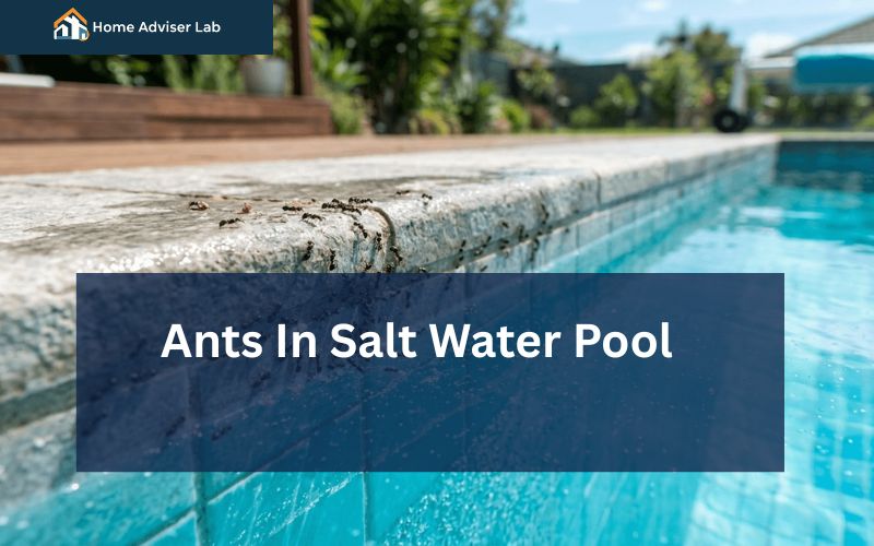 Ants In Salt Water Pool-FI