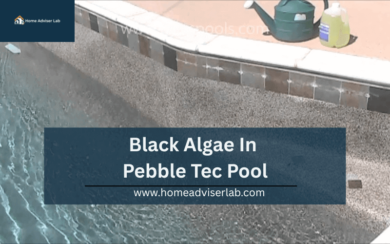 Black Algae In Pebble Tec Pool-FI