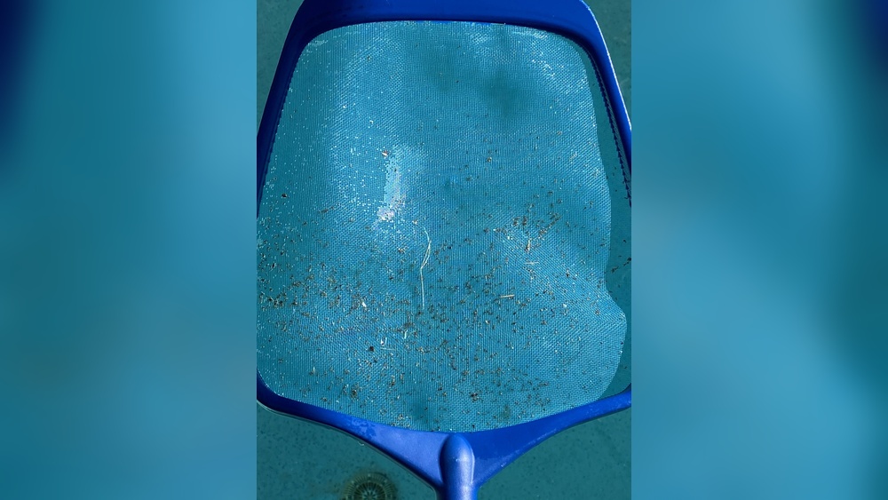 Ants In Salt Water Pool