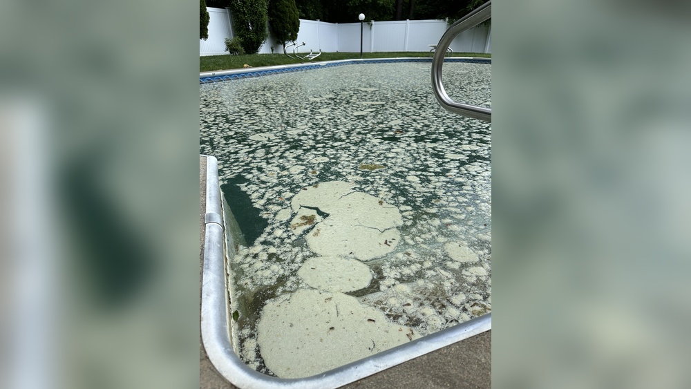 Dead Algae Floating On Top Of Pool