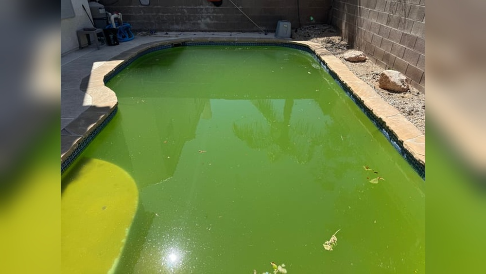 How To Get Flock Out Of Pool