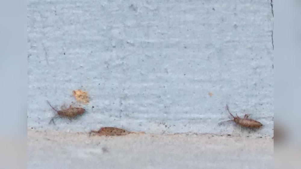 Tiny Bugs On Pool Frame