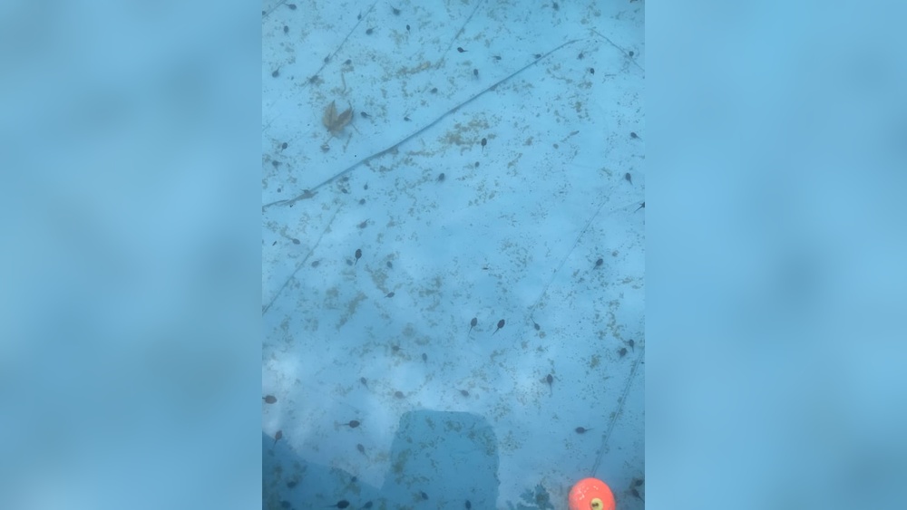 Will Bleach Kill Tadpoles In A Pool