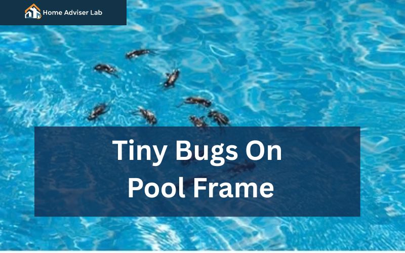 Tiny Bugs On Pool Frame-FI