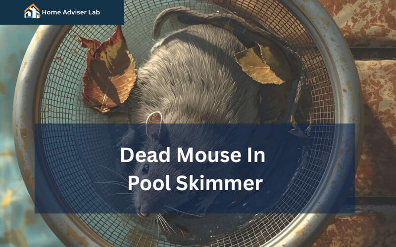 Dead Mouse In Pool Skimmer-FI