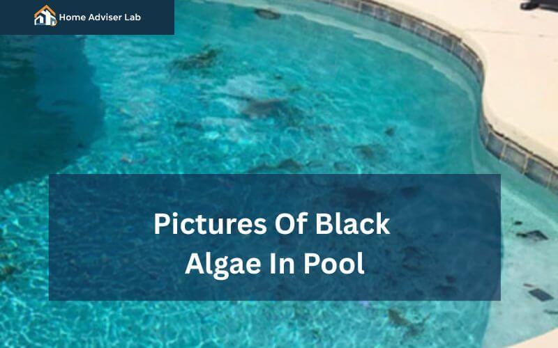Pictures Of Black Algae In Pool-FI