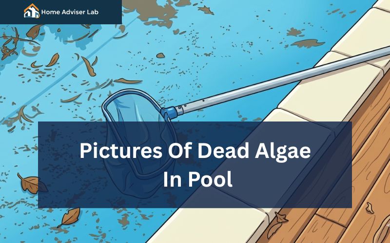 Pictures Of Dead Algae In Pool-FI
