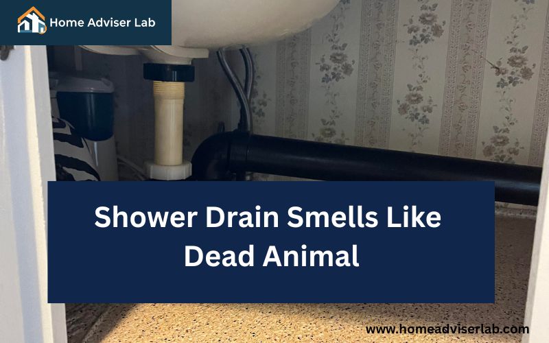 Shower Drain Smells Like Dead Animal-FI