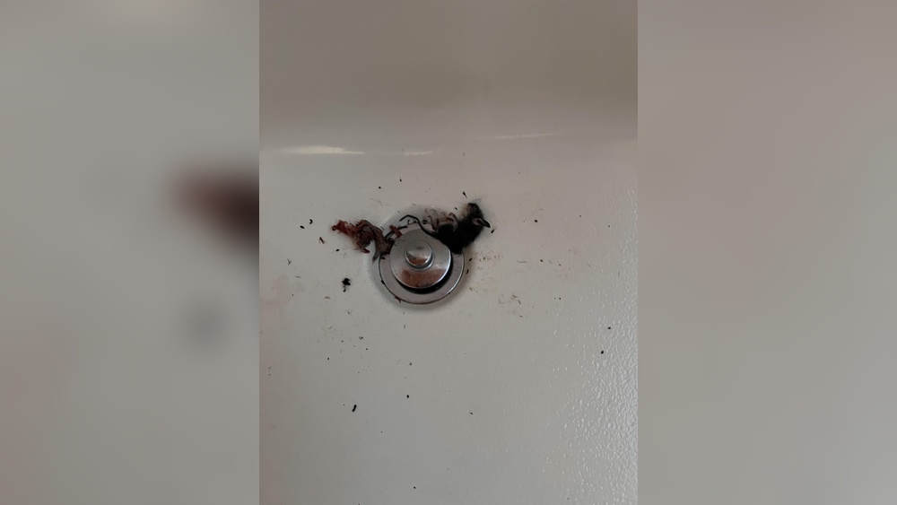 Can Mice Come Up The Bathtub Drain