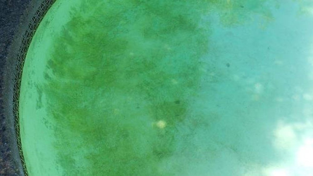 How Long Can Mustard Algae Live Out Of Water