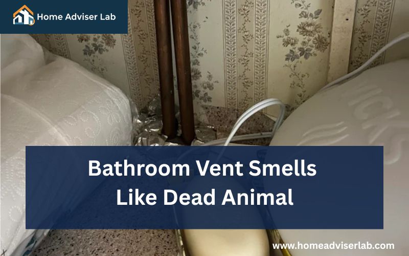 Bathroom Vent Smells Like Dead Animal