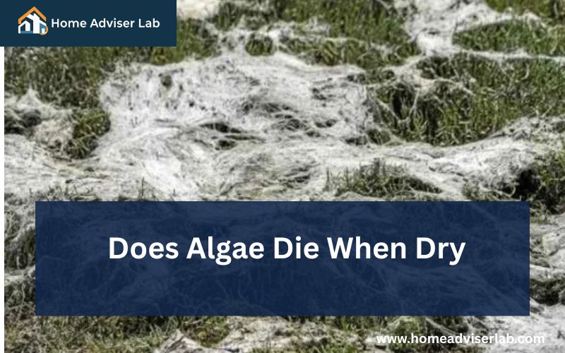 Does Algae Die When Dry-FI