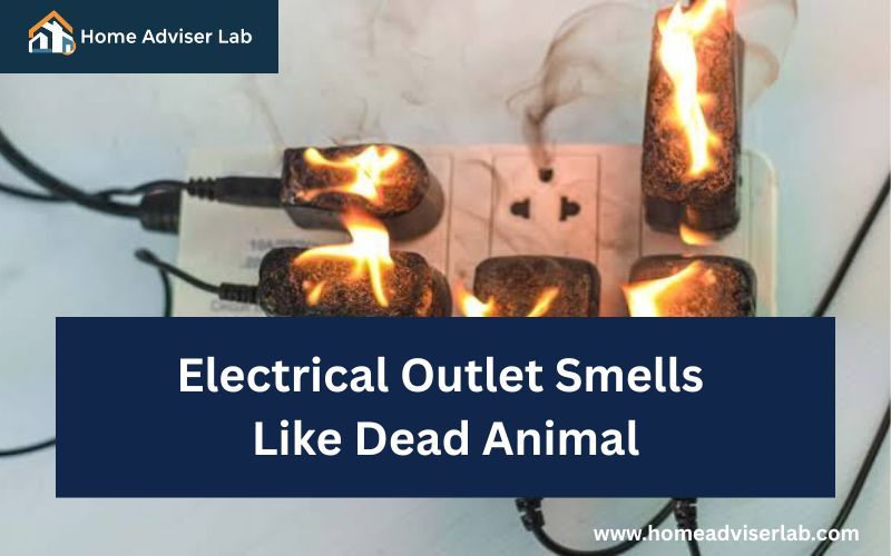 Electrical Outlet Smells Like Dead Animal-FI