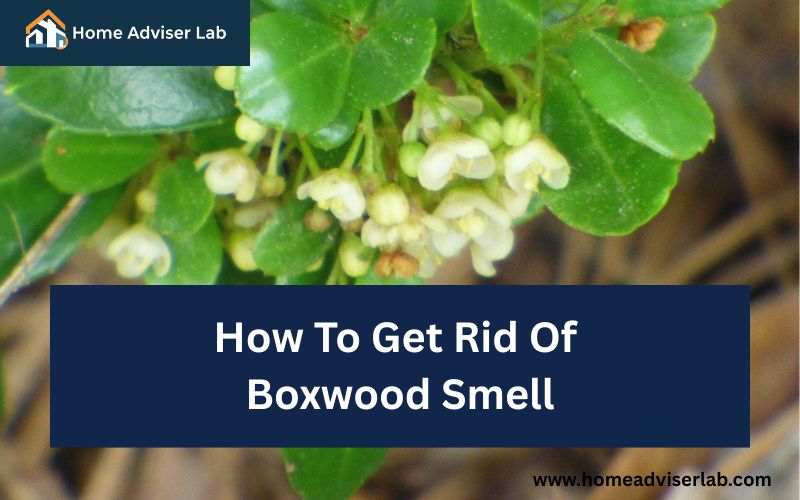 How To Get Rid Of Boxwood Smell-FI