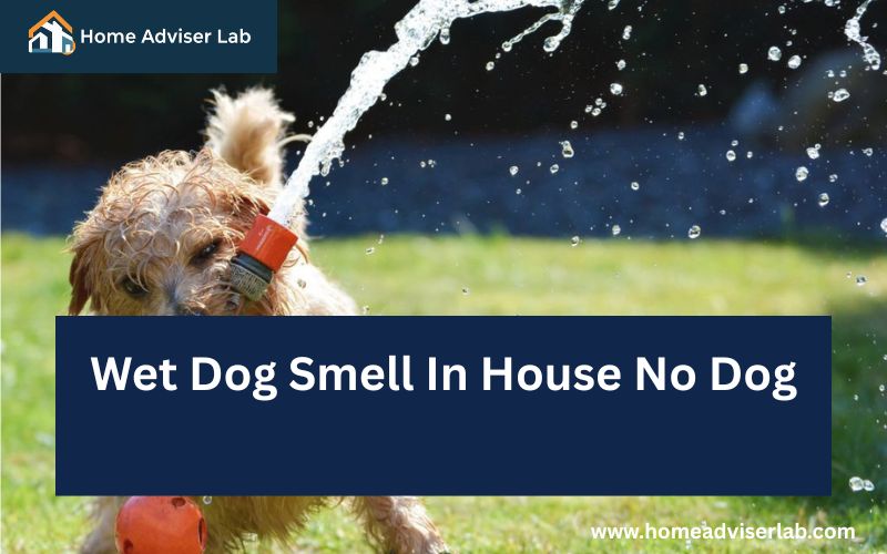 Wet Dog Smell In House No Dog-FI