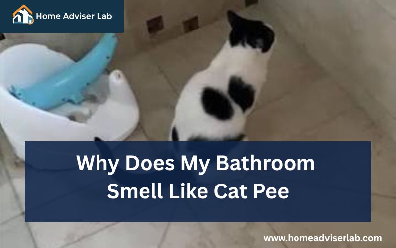 Why Does My Bathroom Smell Like Cat Pee-FI