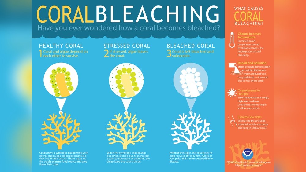 Can Algae Live Without Water