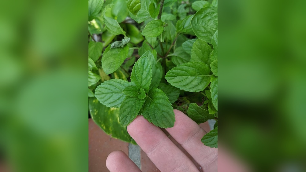 Mint Smell In House