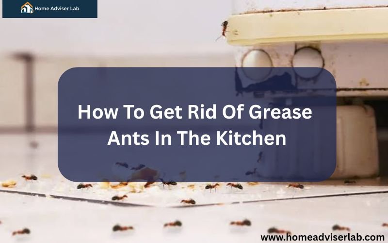How To Get Rid Of Grease Ants In The Kitchen-FI