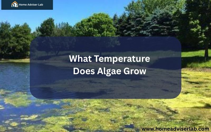 What Temperature Does Algae Grow-FI