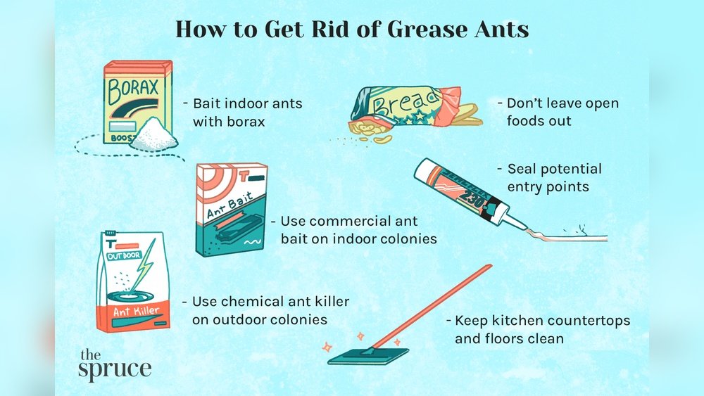 How To Get Rid Of Grease Ants In The Kitchen