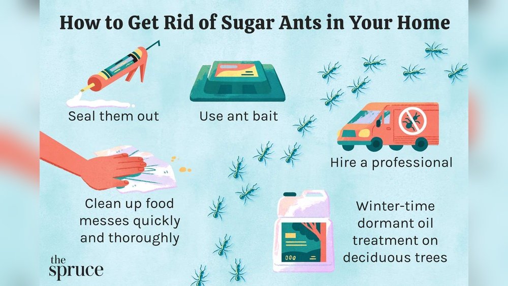 How To Get Rid Of Pissants In The Kitchen