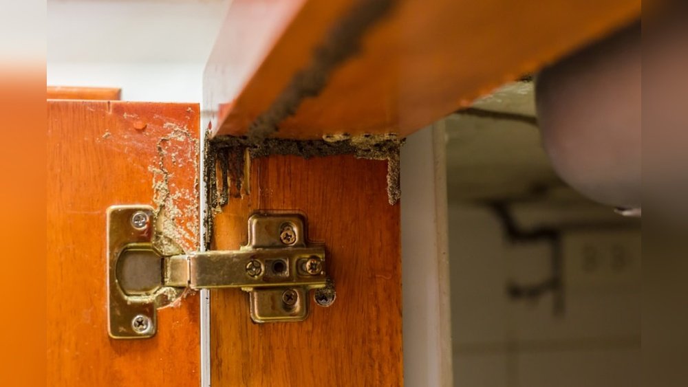How To Get Rid Of Termites In Kitchen Cabinets