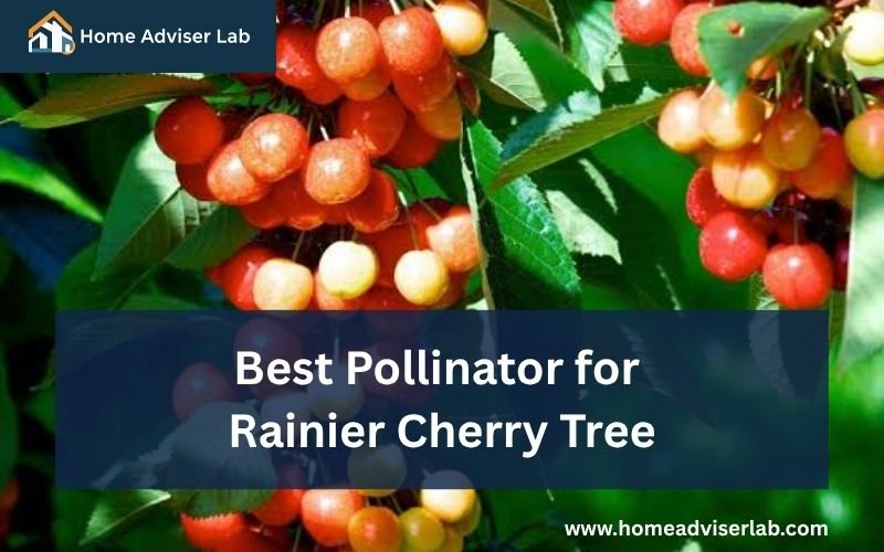 Best Pollinator for Rainier Cherry Tree-FI