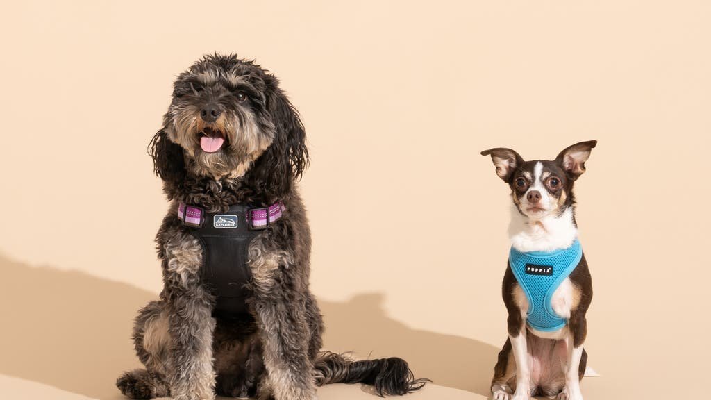 A small dog wearing a comfortable harness stands in a bright, modern living room.