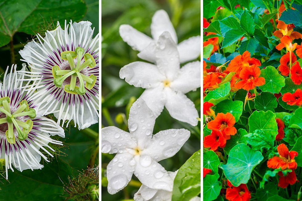 A variety of potted plants perfect for a beautiful Las Vegas desert garden.