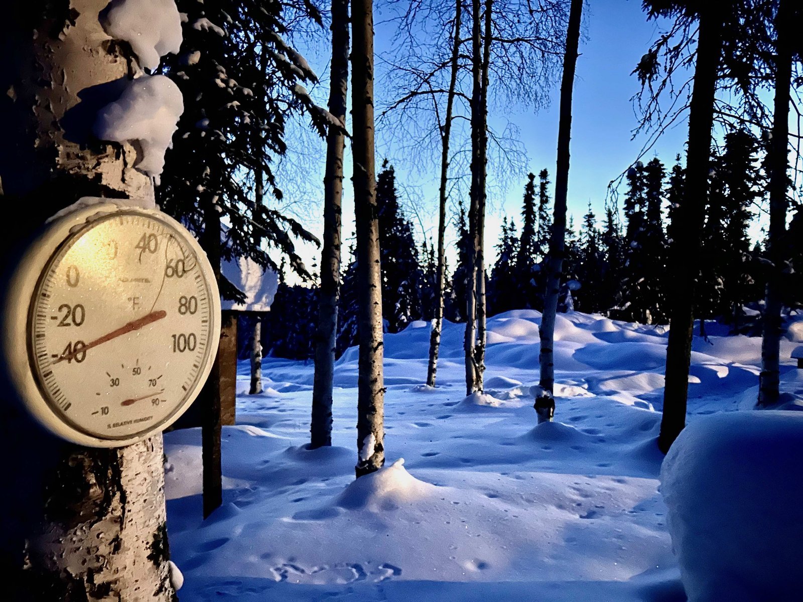 A gardener protects plants while checking a digital thermometer in the winter.