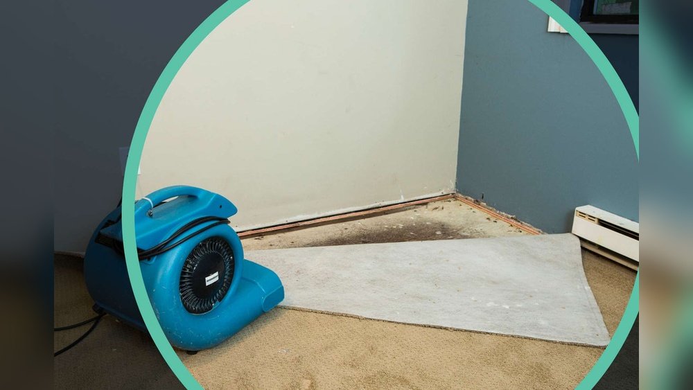 Does Mold Smell Go Away After Cleaning