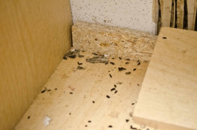 Stapling a new protective fabric screen to the bottom of a sofa.