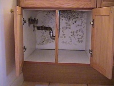 A close-up of mold growing on a wooden shelf inside a kitchen cabinet.