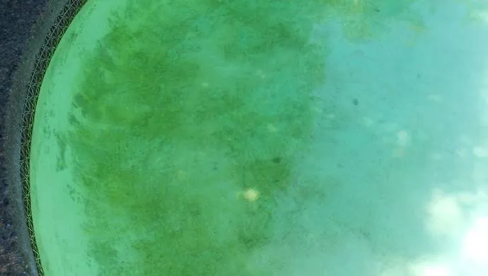 Comparison of clean pool plaster against textured mustard algae growth.
