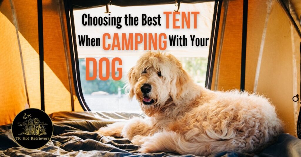 Large camping tent with two dogs resting near the entrance in a forest clearing at golden hour