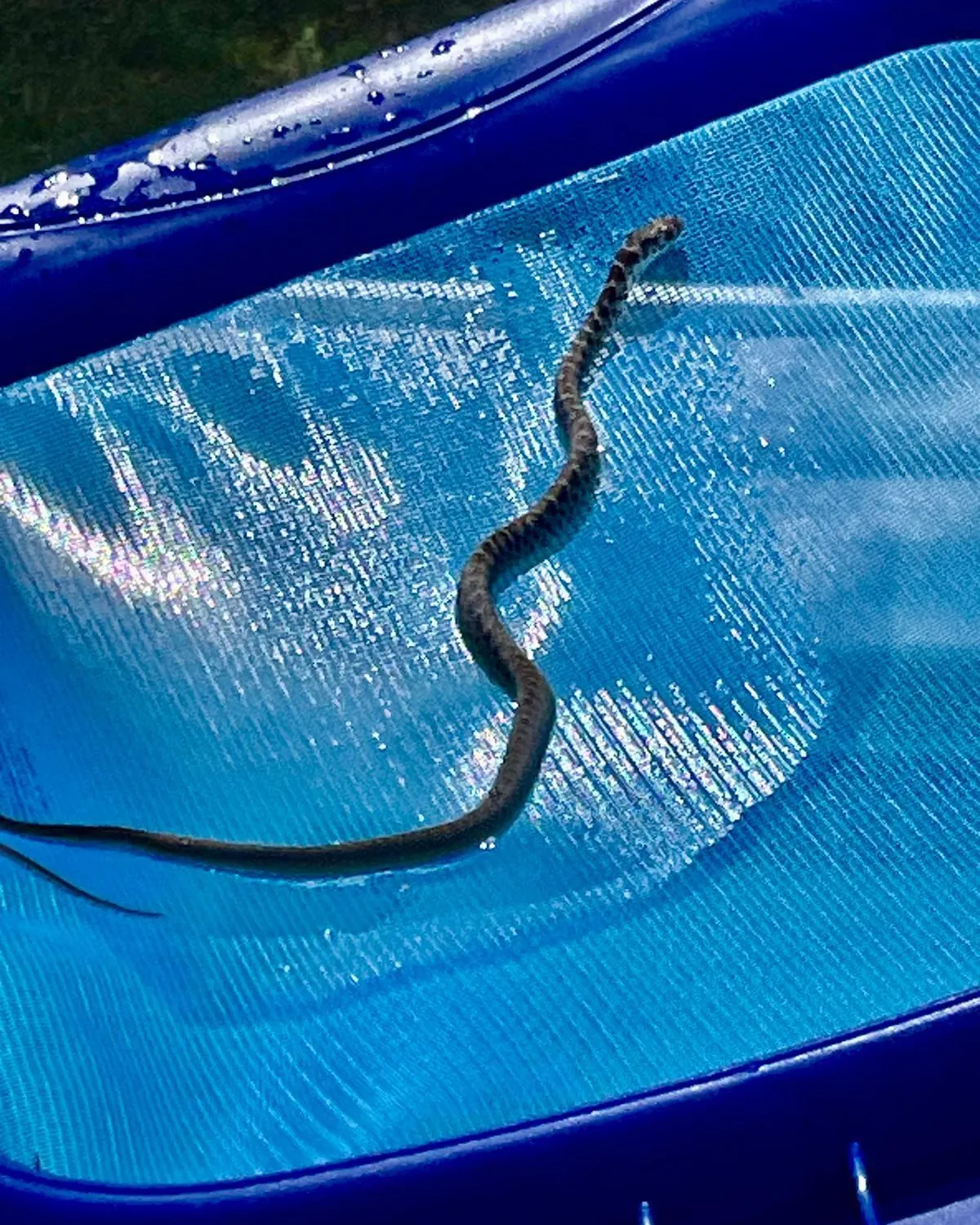Pool edge details showing gaps where snakes might enter.