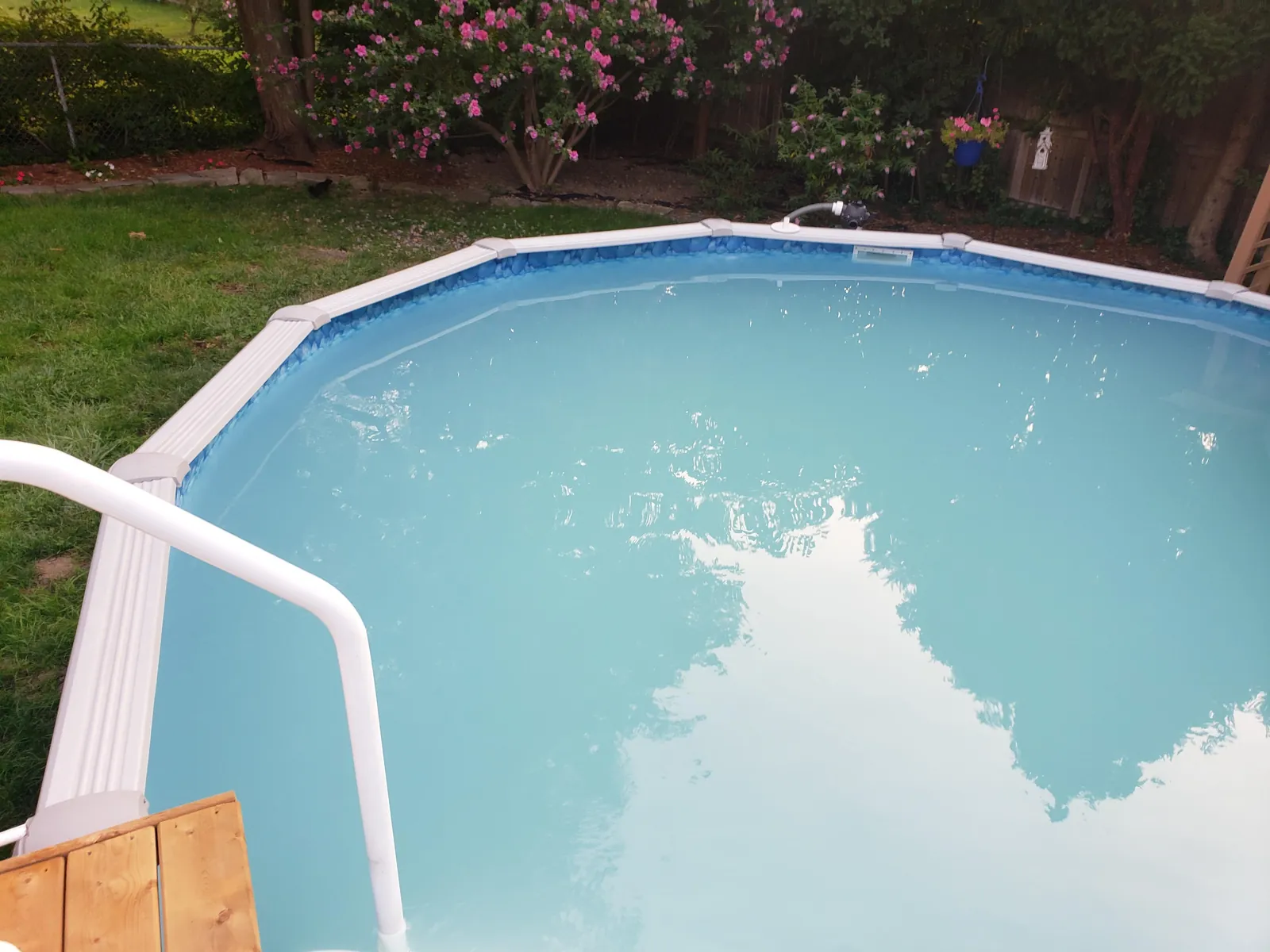 Swimming pool covered in thick green algae clinging to the tile walls.